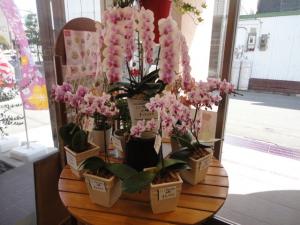 蘭鉢がたくさん入荷しました☆｜「平田花園」　（三重県桑名市の花キューピット加盟店 花屋）のブログ