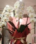 胡蝶蘭が人気です。｜「平田花園」　（三重県桑名市の花キューピット加盟店 花屋）のブログ