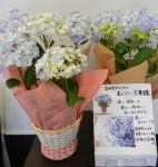 たくさんの鉢物が入荷しました。｜「平田花園」　（三重県桑名市の花キューピット加盟店 花屋）のブログ