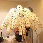 10本立ちの胡蝶蘭をお届けしました。｜「平田花園」　（三重県桑名市の花キューピット加盟店 花屋）のブログ